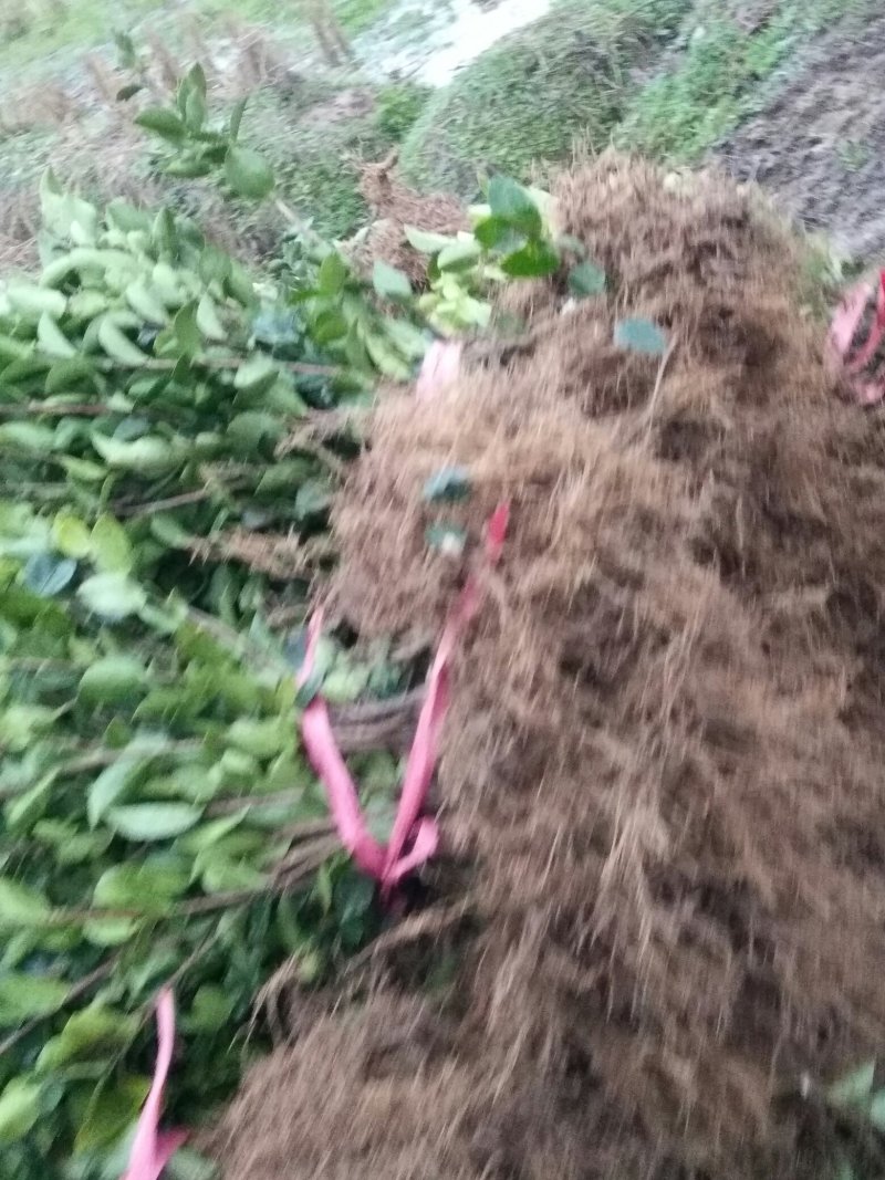 两年嫁接高产油茶苗