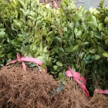 两年嫁接高产油茶苗