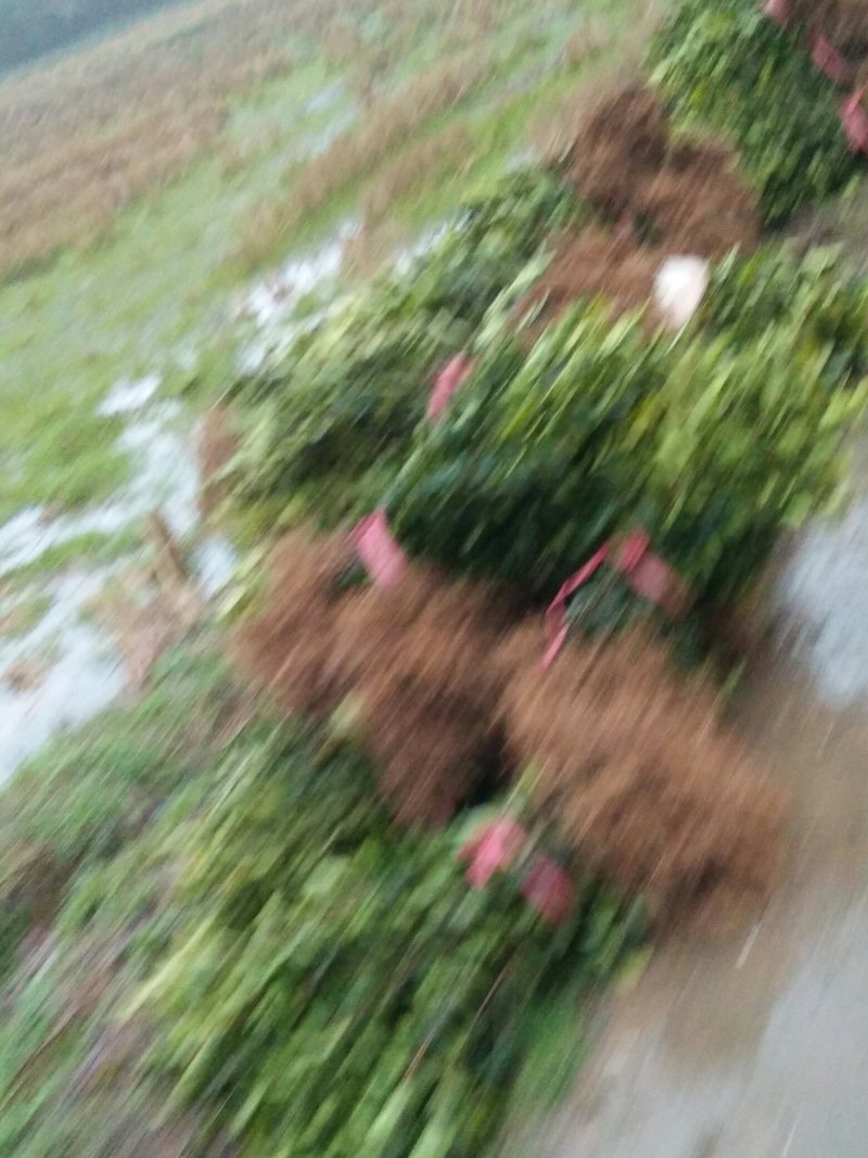两年嫁接高产油茶苗