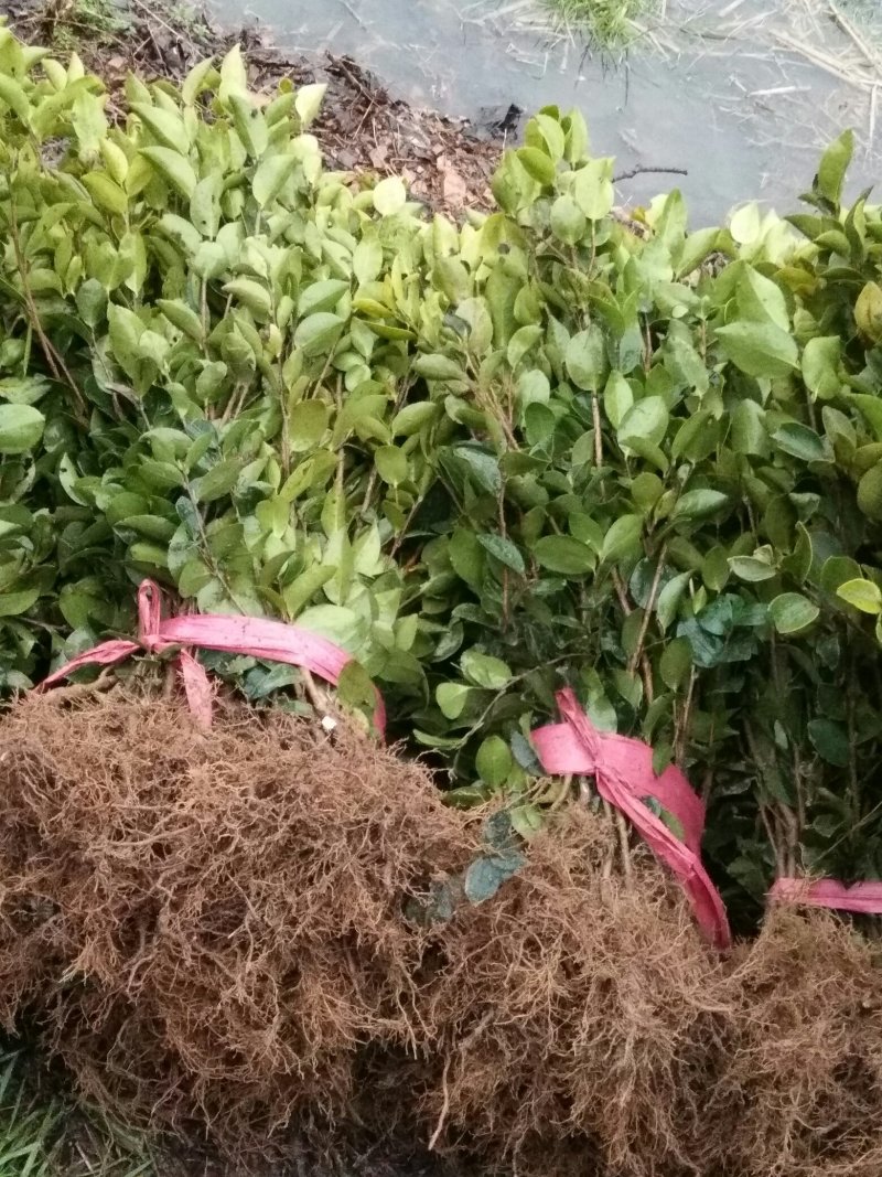 两年嫁接高产油茶苗