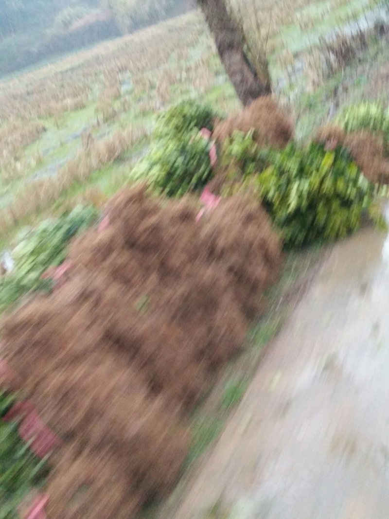 两年嫁接高产油茶苗