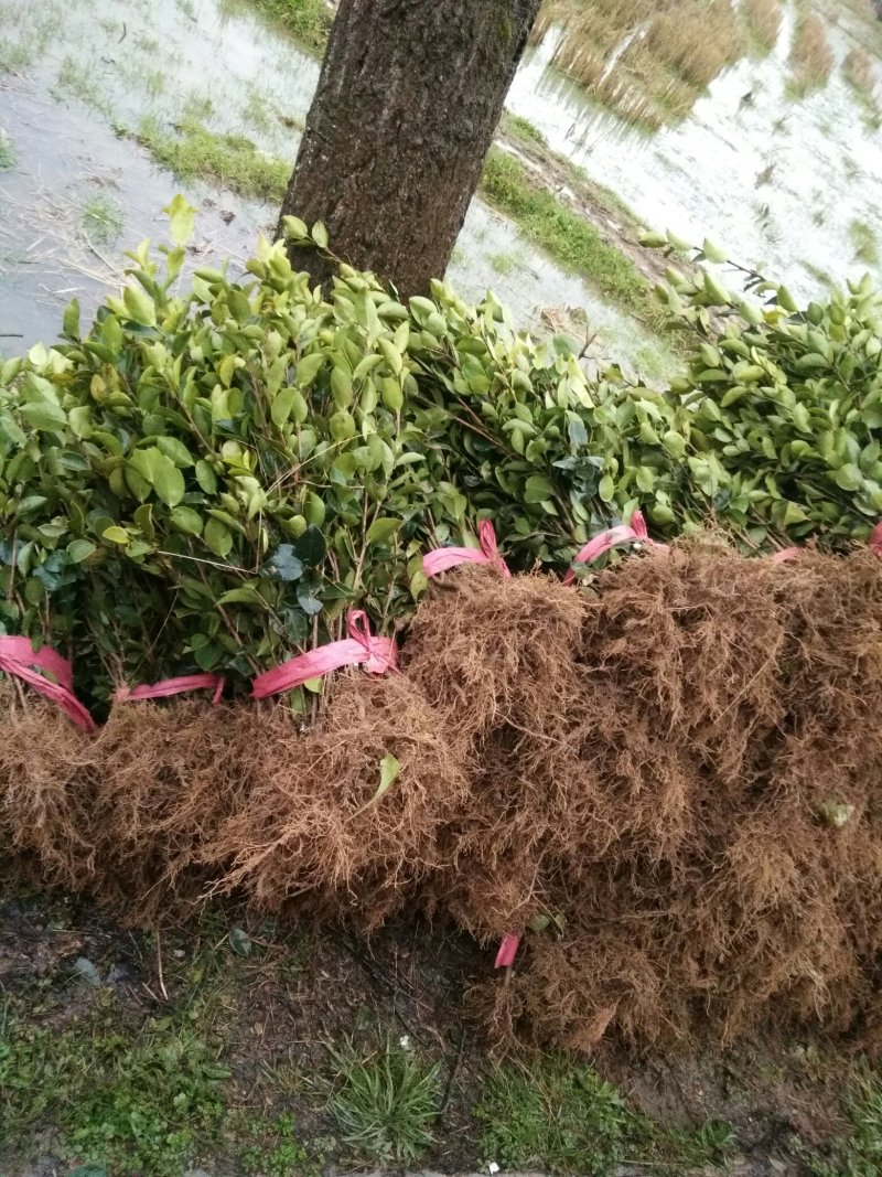 两年嫁接高产油茶苗