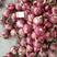 山东红皮洋葱紫皮洋葱产地大量供应价格便宜