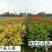 永信美人蕉基地直销签合同包成活后期不活免费补苗