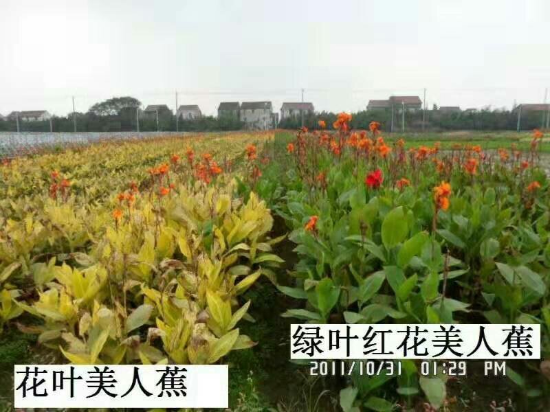 永信美人蕉基地直销签合同包成活后期不活免费补苗