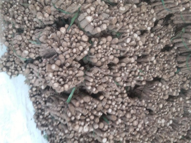育泡桐苗用桐树种根，脱毒无虫害成活率高，生长速度快