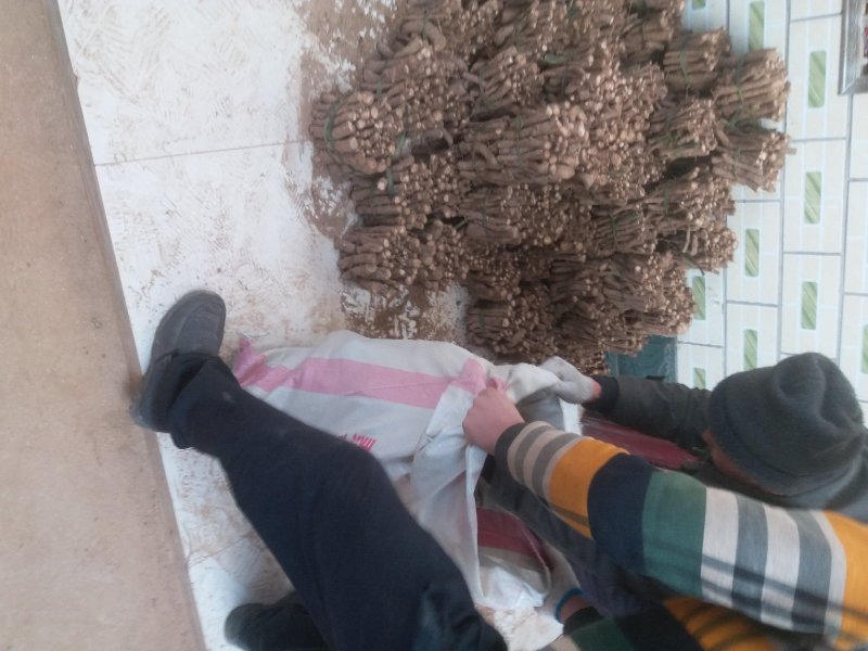育泡桐苗用桐树种根，脱毒无虫害成活率高，生长速度快