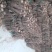 育泡桐苗用桐树种根，脱毒无虫害成活率高，生长速度快
