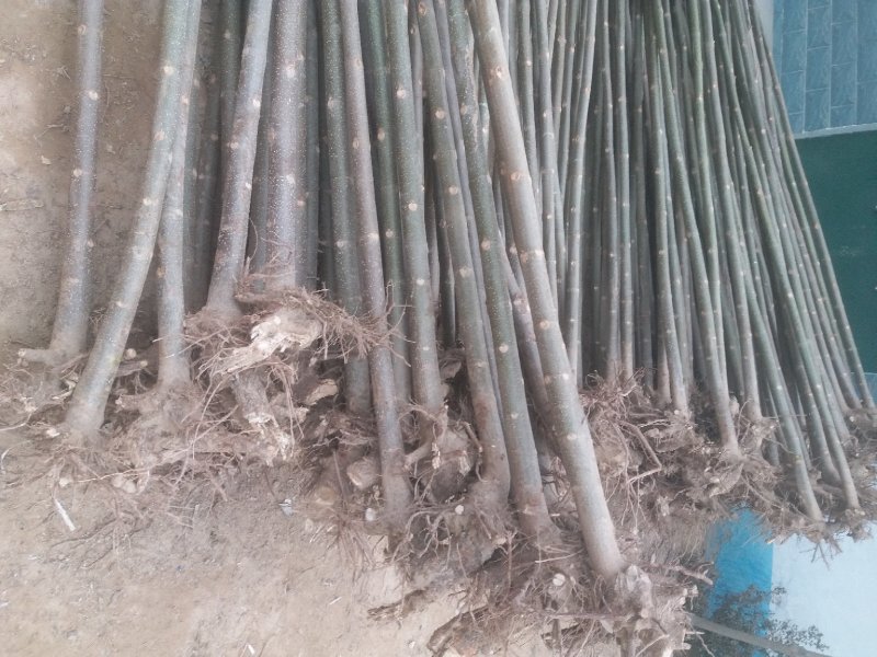育泡桐苗用桐树种根，脱毒无虫害成活率高，生长速度快