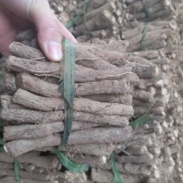 育泡桐苗用桐树种根，脱毒无虫害成活率高，生长速度快