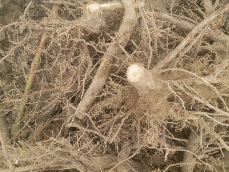 育泡桐苗用桐树种根，脱毒无虫害成活率高，生长速度快