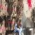 泡桐根桩苗，山地复绿，两年成林四年成材泡桐苗桐树小苗