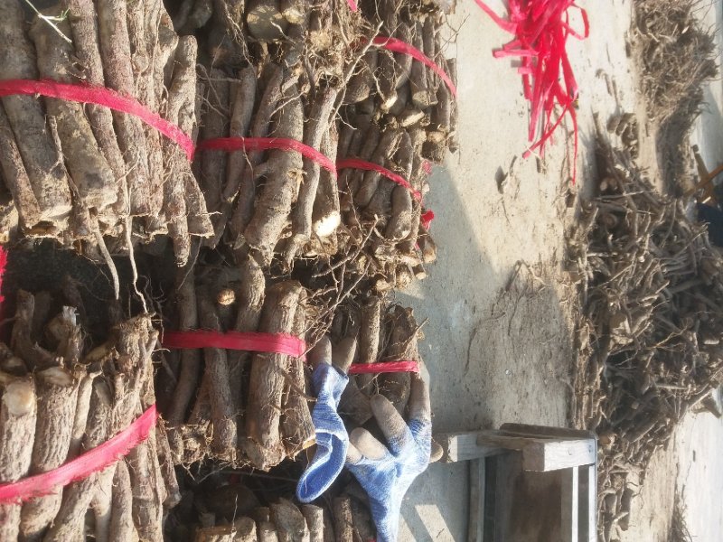 泡桐根桩苗，山地复绿，两年成林四年成材泡桐苗桐树小苗