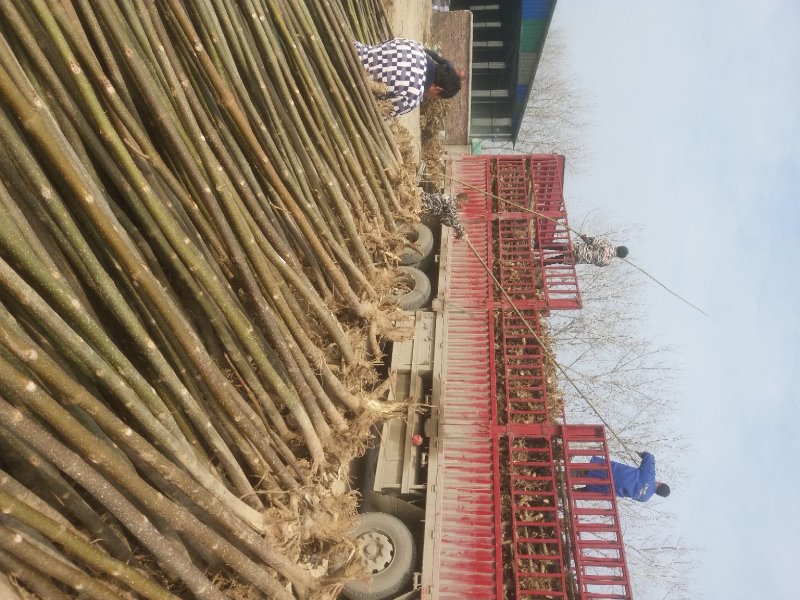 泡桐根桩苗，山地复绿，两年成林四年成材泡桐苗桐树小苗