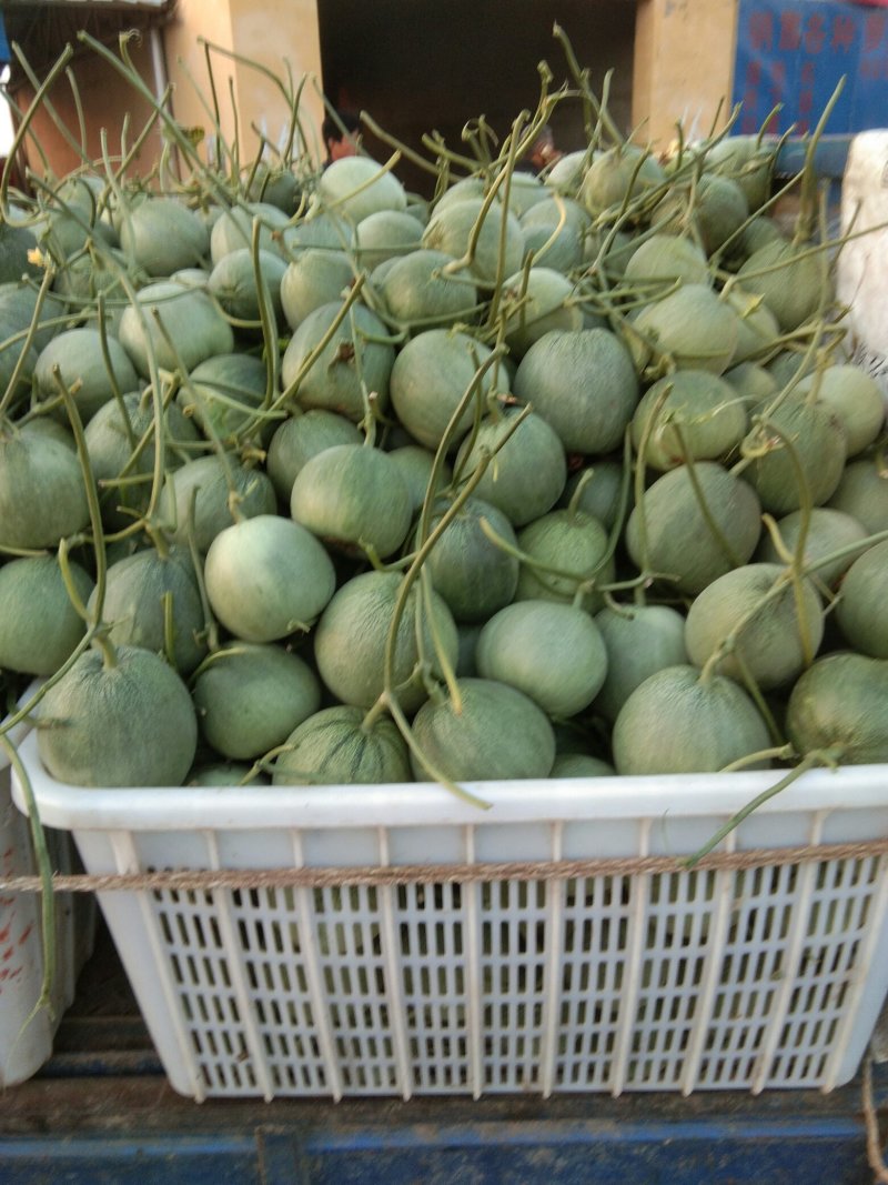 八里香甜瓜每年5到10月份大量上市，欢迎新老客户前来选购