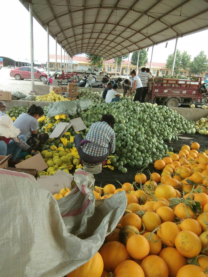 八里香甜瓜每年5到10月份大量上市，欢迎新老客户前来选购