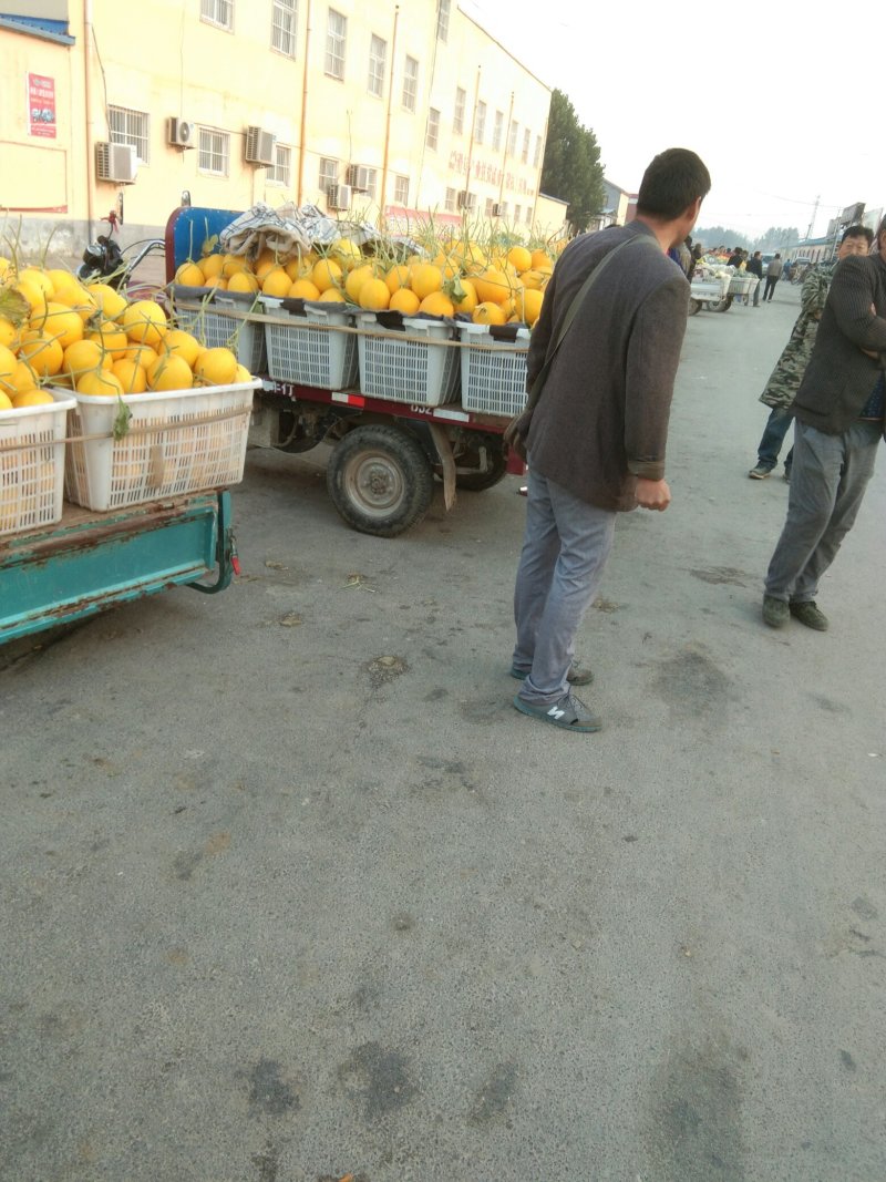 八里香甜瓜每年5到10月份大量上市，欢迎新老客户前来选购