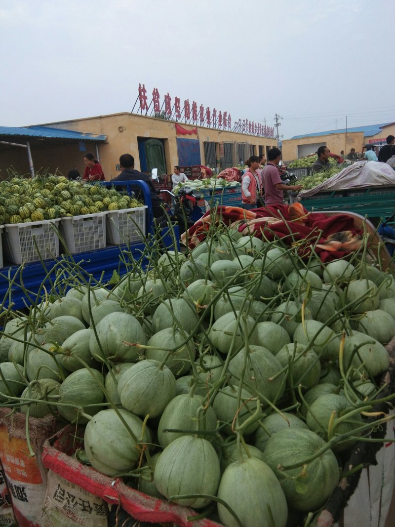 八里香甜瓜每年5到10月份大量上市，欢迎新老客户前来选购