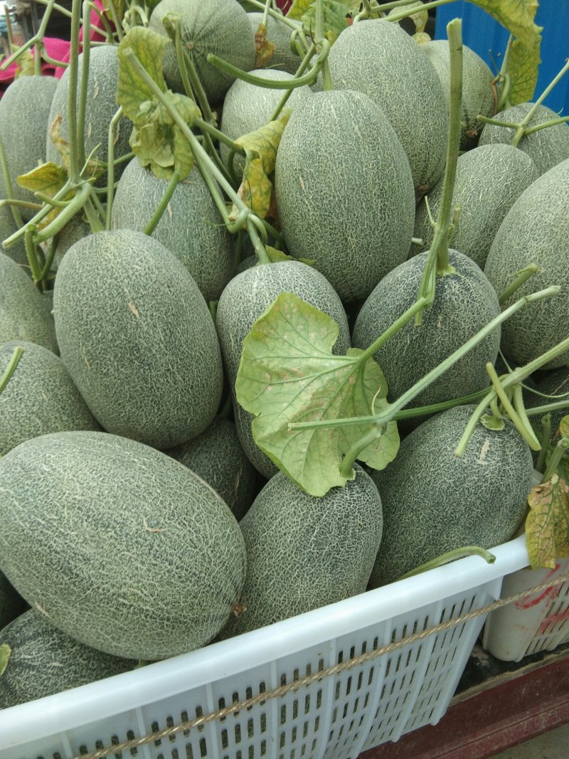 八里香甜瓜每年5到10月份大量上市，欢迎新老客户前来选购