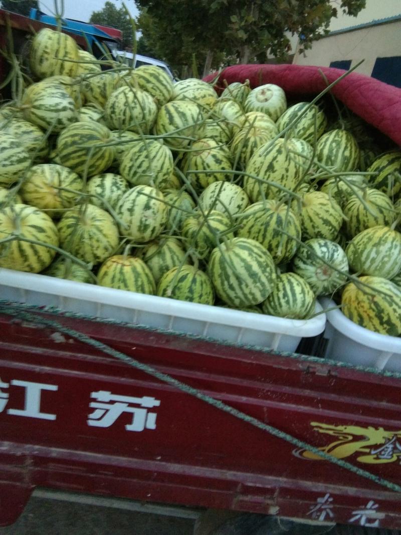 八里香甜瓜每年5到10月份大量上市，欢迎新老客户前来选购