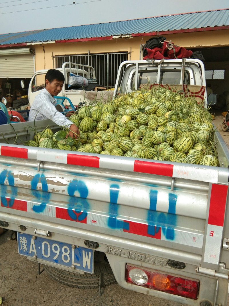 八里香甜瓜每年5到10月份大量上市，欢迎新老客户前来选购