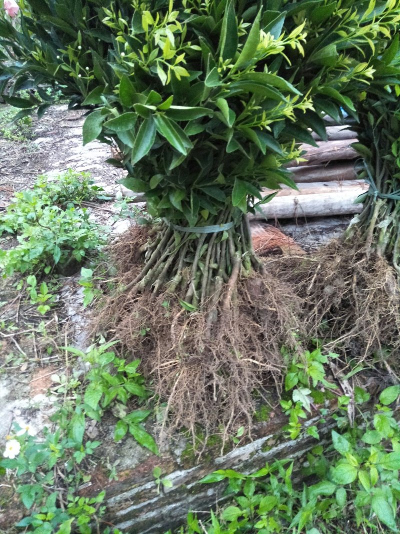 新会柑苗，嫁接柠檬头