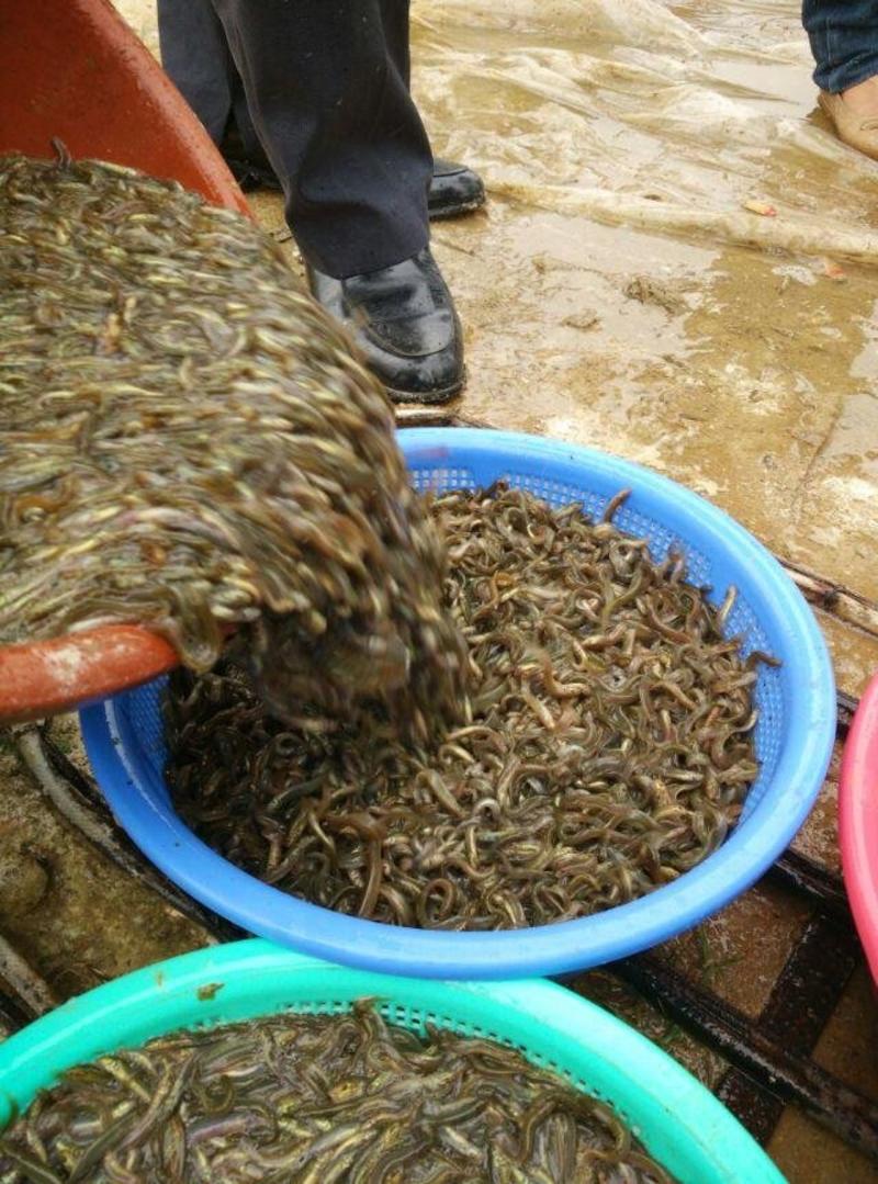 泥鳅苗-基地直供-回收-泥鳅苗批发，供应台湾泥鳅苗和水花