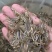 泥鳅苗-基地直供-回收-泥鳅苗批发，供应台湾泥鳅苗和水花