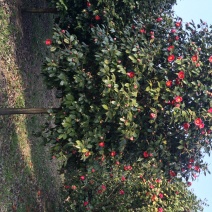 耐冬树山茶花室外越冬品种庭院绿化种植