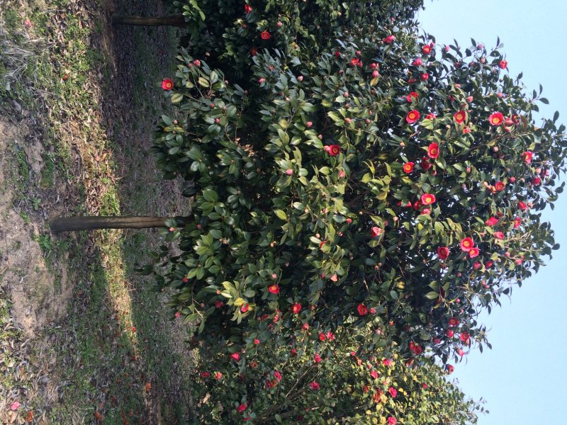 耐冬树山茶花室外越冬品种庭院绿化种植