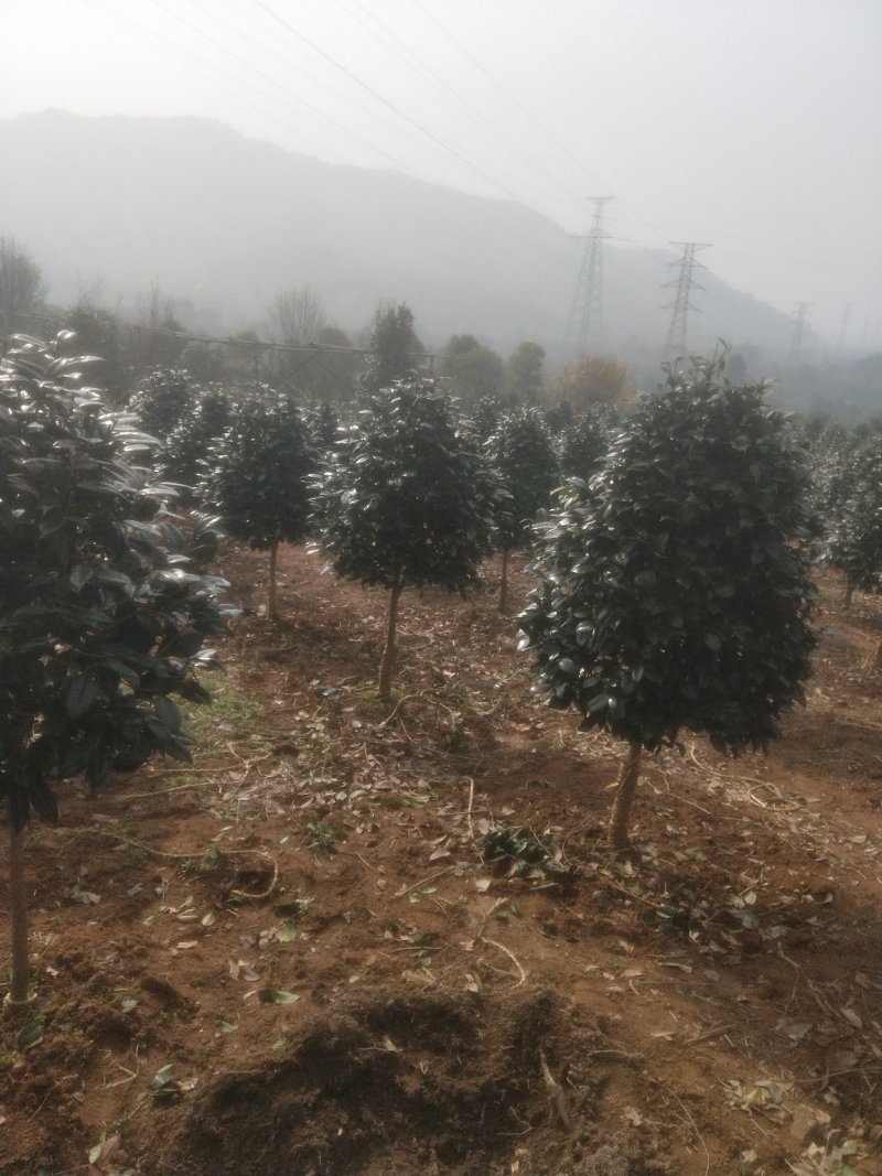 耐冬树山茶花室外越冬品种庭院绿化种植