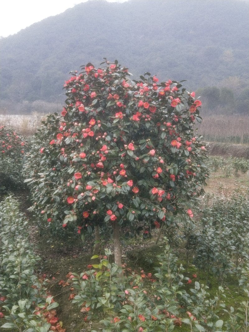 耐冬树山茶花室外越冬品种庭院绿化种植
