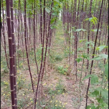 茶条槭种子林木种子