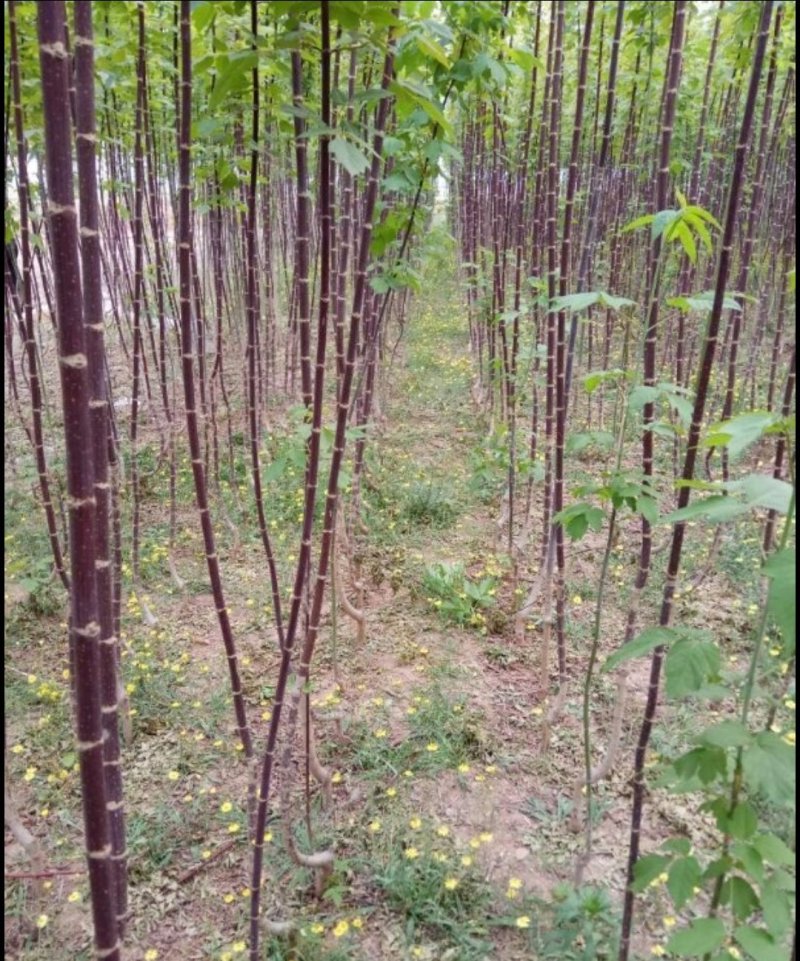 茶条槭种子林木种子