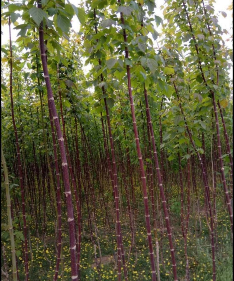 茶条槭种子林木种子