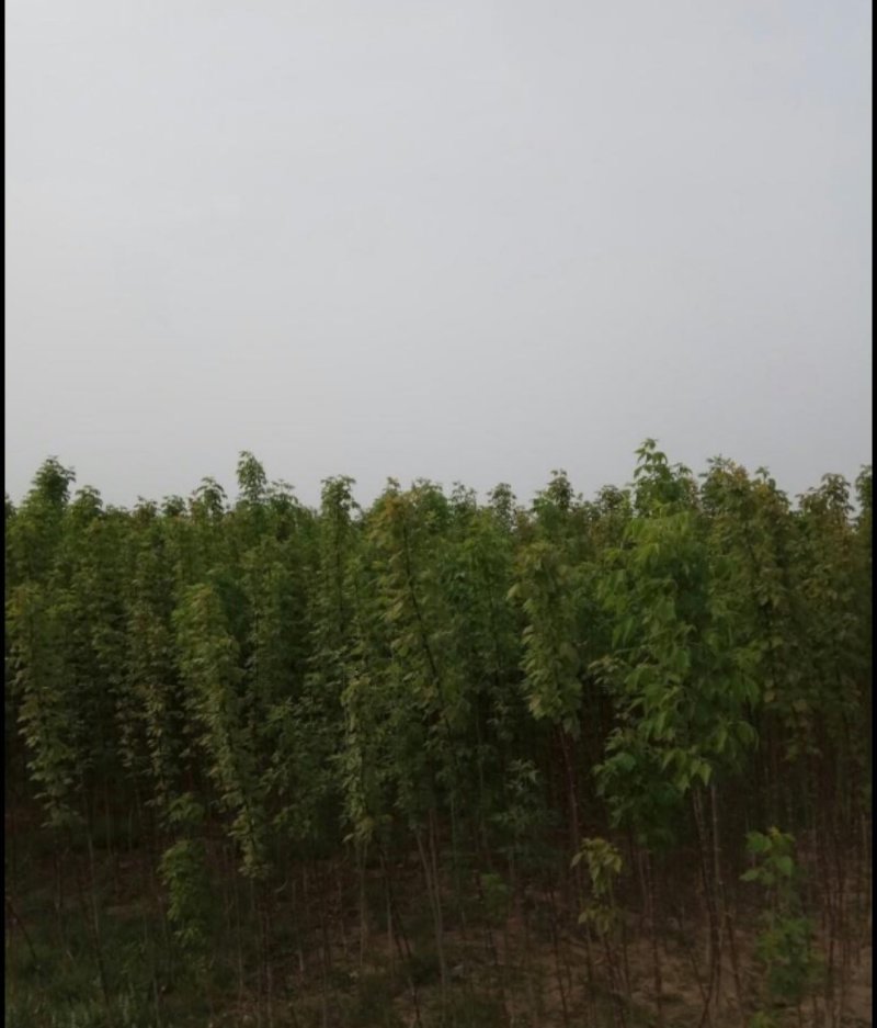茶条槭种子林木种子