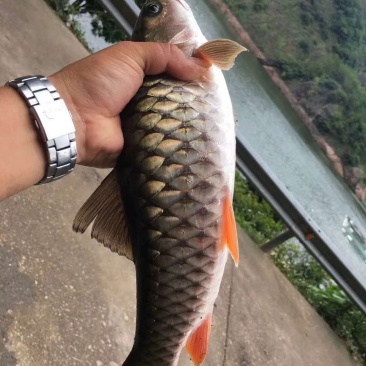 军鱼苗光鱼苗青竹鲩鱼苗（坑娟鱼苗）光倒刺耙鱼苗基地