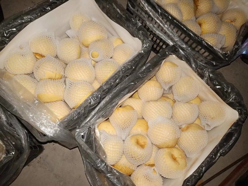 安徽酥梨电商.商超口感翠甜汁多皮薄现采现发诚信经营