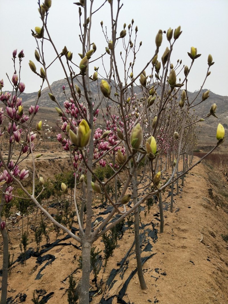 玉兰花绿化树苗根系旺山东产区大量供应绿化庭院种植