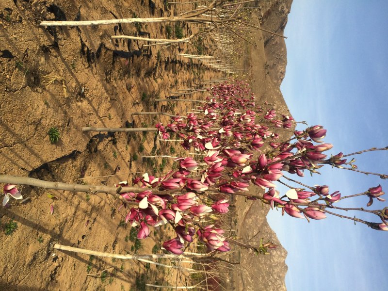 玉兰花绿化树苗根系旺山东产区大量供应绿化庭院种植