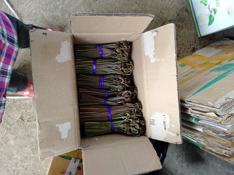 野生蕨菜(鲜货，半成品等)