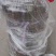 黑桃皇后，颜色乌黑，口感酸甜，果肉黑红色，挂树不软，