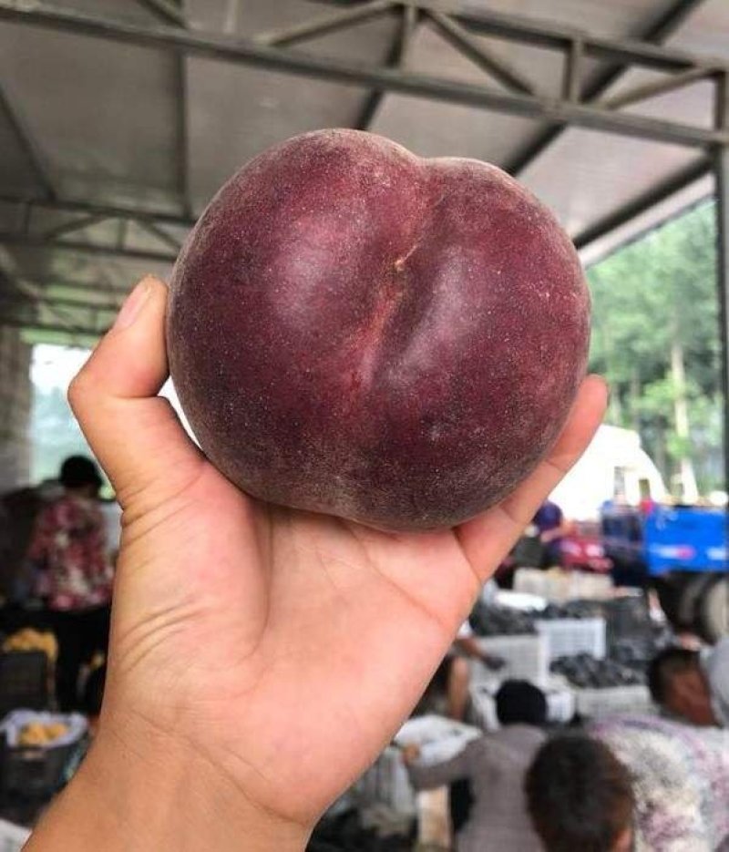 【热销商品】皖南黑桃树苗（乌桃），山区野生品种