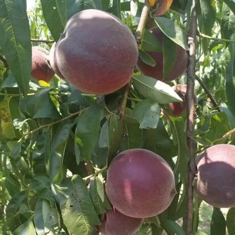 【热销商品】皖南黑桃树苗（乌桃），山区野生品种