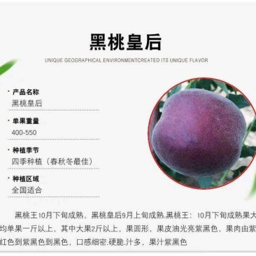 黑桃皇后黑桃苗,技术指导包品种，死苗补发