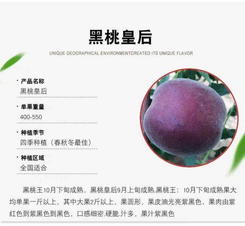黑桃皇后黑桃苗,技术指导包品种，死苗补发