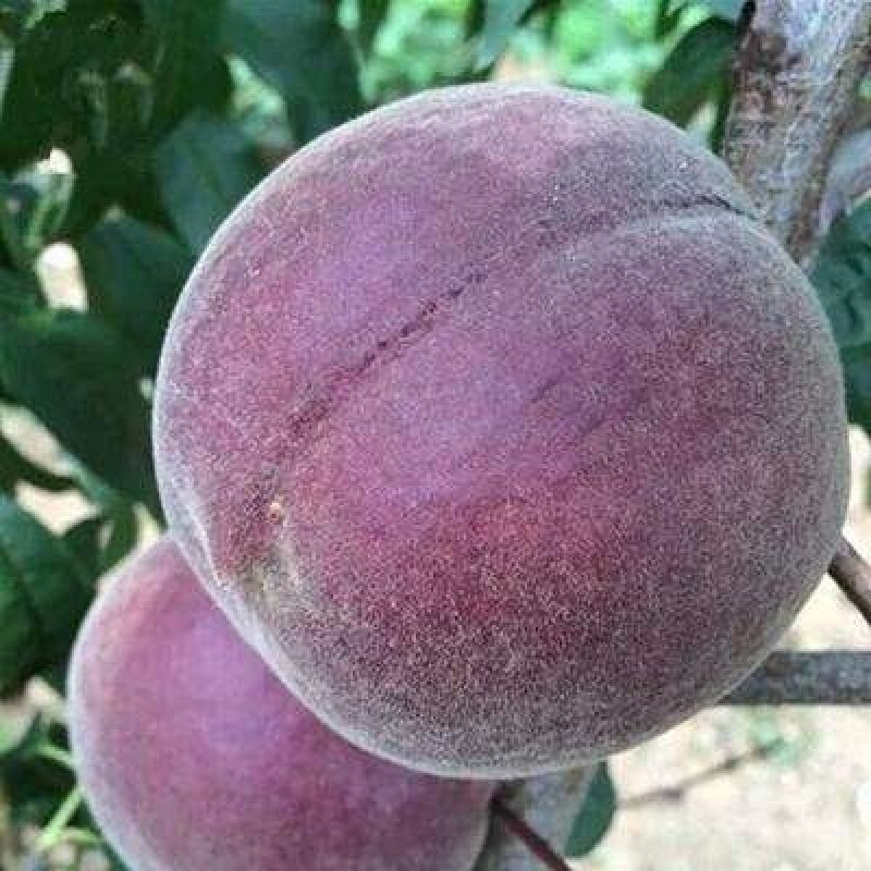 黑桃皇后黑桃苗,技术指导包品种，死苗补发