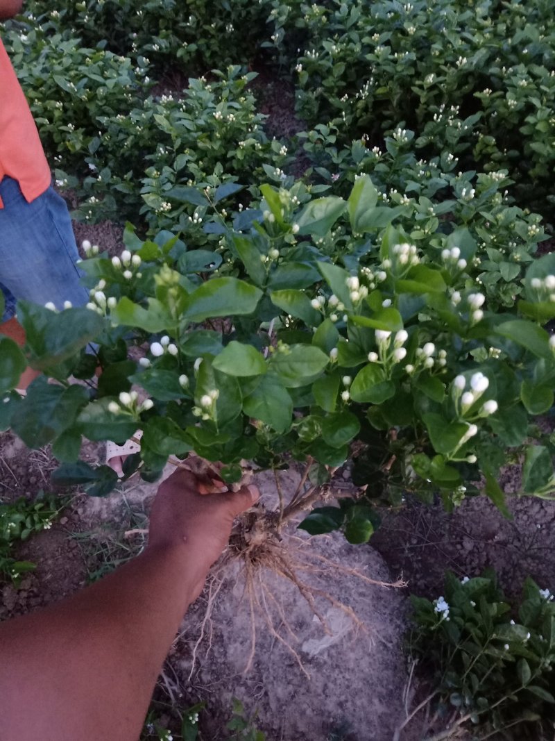 广西南宁横县基地直销5年精品茉莉花苗大量批发