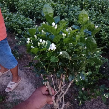 广西南宁横县基地直销5年精品茉莉花苗大量批发