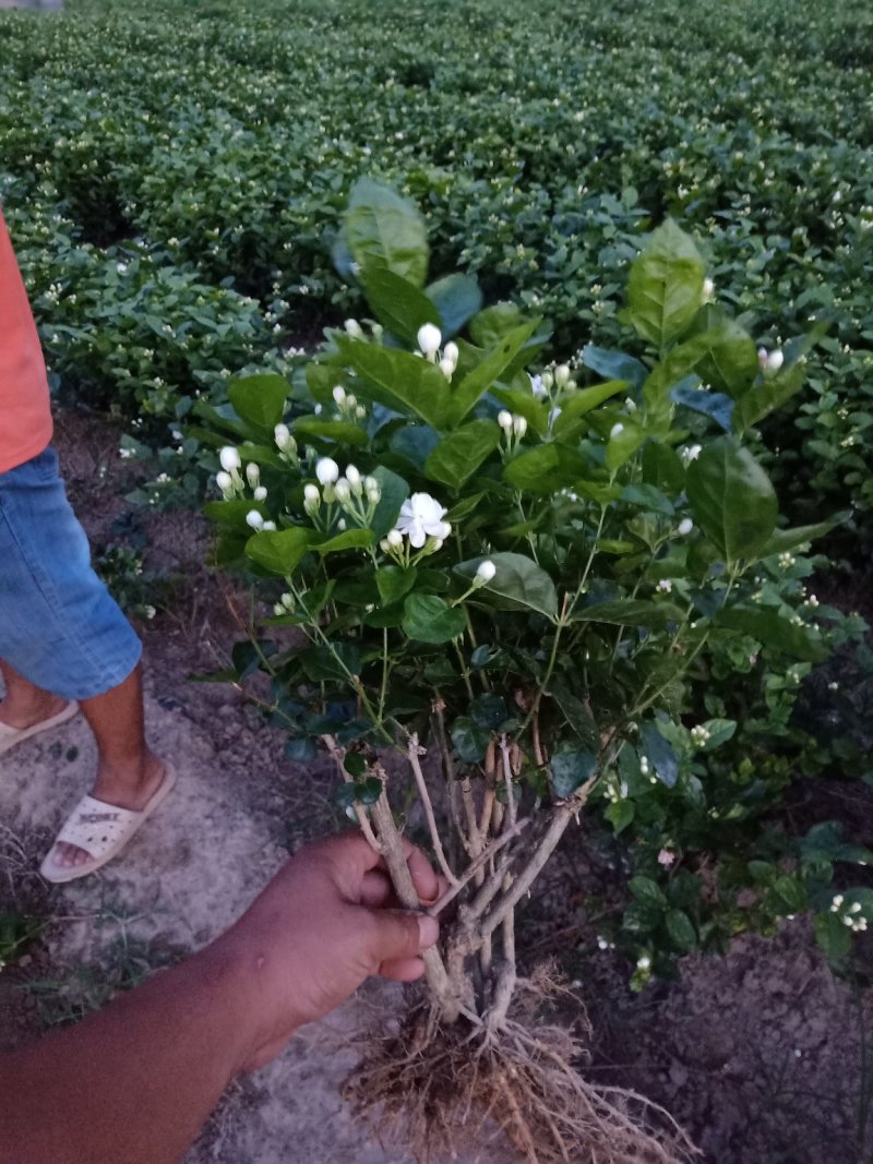 广西南宁横县基地直销5年精品茉莉花苗大量批发